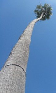 San Diego Street Trees: My Love-Hate Relationship with Palm Trees